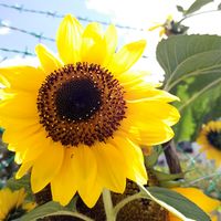 Lee Ling Ang的照片