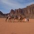 Zead Wadi Rum's Photo