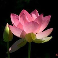 Genevieve Boisvert's Photo