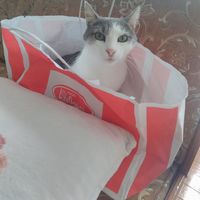 Luciano Giammeresi's Photo