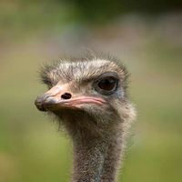 Fotos de Common Ostrich