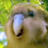 Vladimir Naydenov的照片