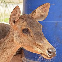 Afia Deer Farm's Photo