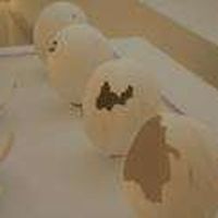 Natsue Sakurai's Photo