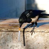 Flavia Ribeiro Martinez's Photo