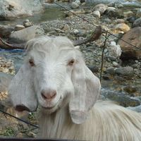 Photos de komis Emmanouil