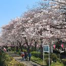 Let’s Enjoy Hanami Along the Sumida River's picture