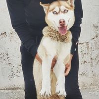 Fotos de AMINE SIBOU