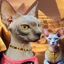 Hairless Cat Show & Adoption的照片