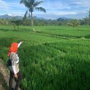 Morning Walk in Ubud's picture