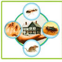 Lizard Control  Darlington's Photo