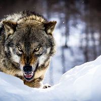 Steppen Wolf's Photo