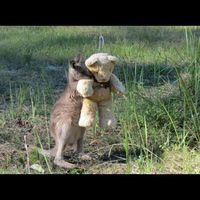 Fotos de Hansa Canoglu